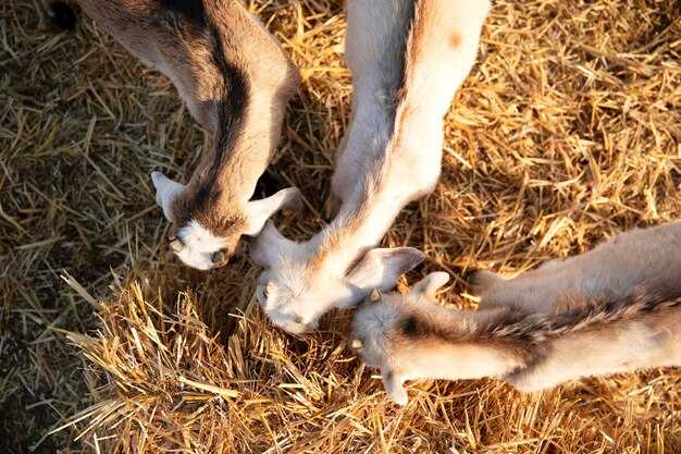 Условия для успешной укореняемости черенков