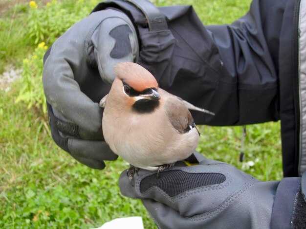 Вегетативное размножение: черенкование и деление куста