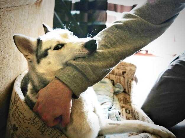 Уход за акантом моллис