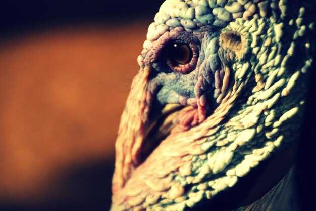 Современные подходы к пониманию Абраксаса