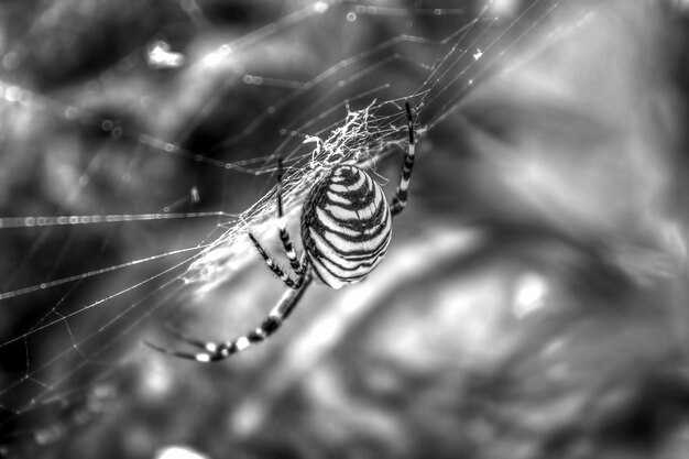 Примеры ритуалов с использованием пауков