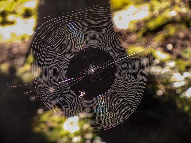 Типы почв и их влияние на рост радиальной ето