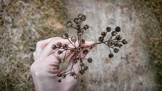 Распространение имени в разных культурах