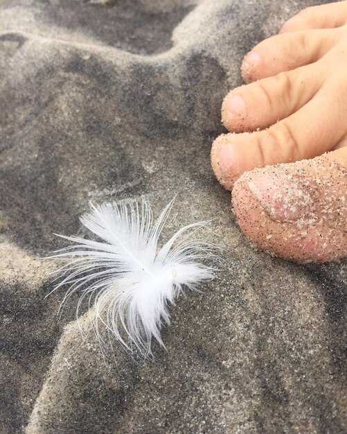 Сонник Ванги: пух как предвестник изменений