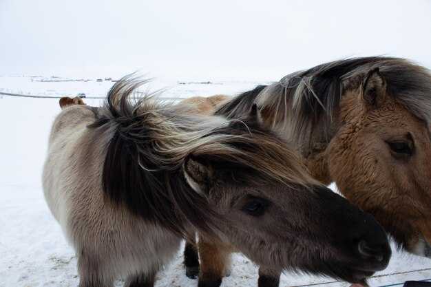 Характеристики чубарой масти