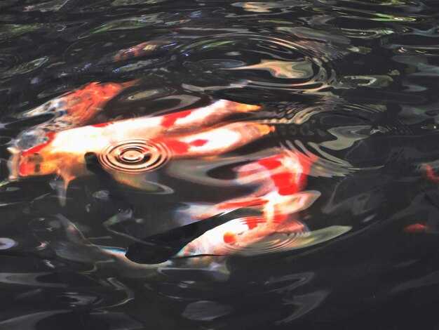 Влияние цвета и формы фигур рыб