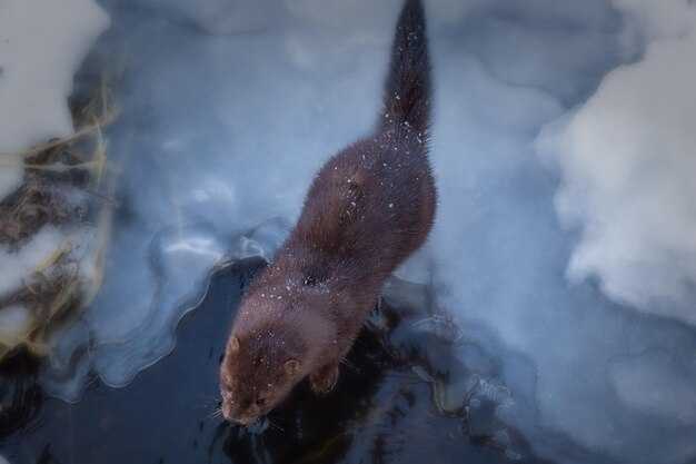 Рыбы в гаданиях: символика и значение
