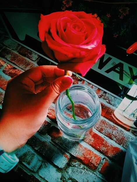 Основы гадания по лепесткам розы