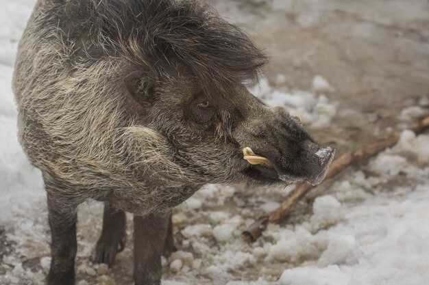 Сильные и слабые стороны