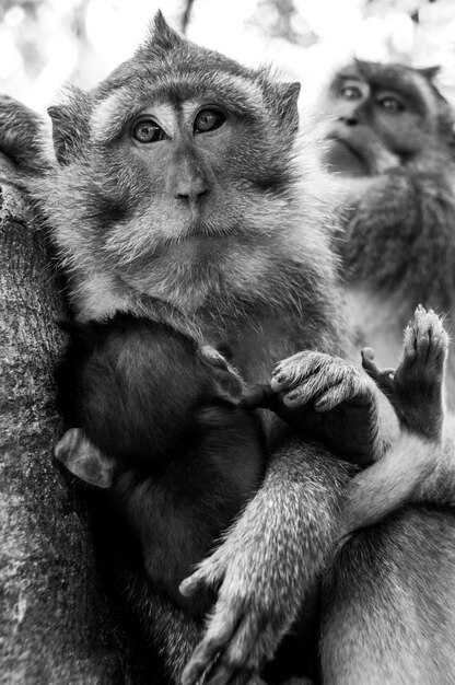 Личностные качества людей, родившихся в год Обезьяны