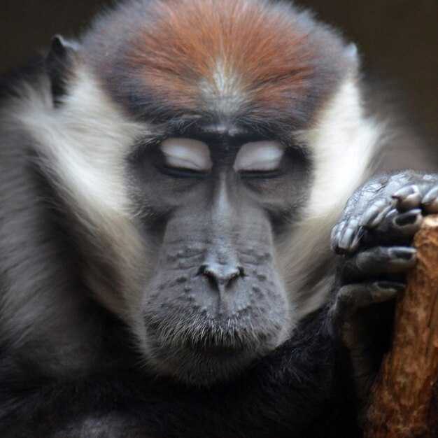 Советы по построению гармоничных отношений для Обезьяны