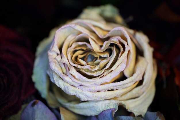 Особенности характера обладателей имени Роза