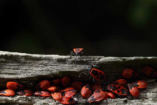 Что означает появление божьей коровки в ваших снах?