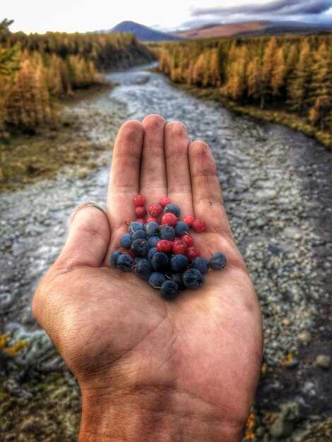 Значение черники как плодородия и изобилия