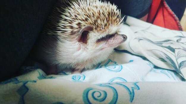 Контекст сна: значение действий и эмоций