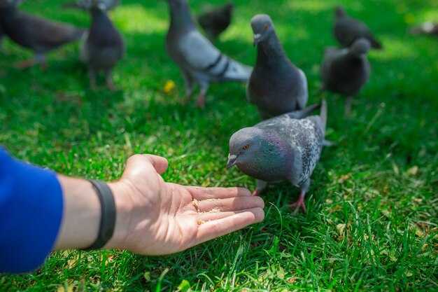 Значение снов о голубках с несколькими птенцами