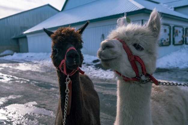 Символика ламы в сновидениях