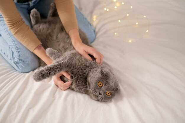 Можно ли трактовать сны о котятах как предвестия?