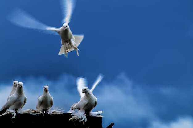 Символика голубей в сновидениях