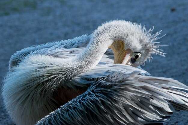 Страус как символ избегания проблем