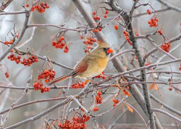 Символика снегирей в сновидениях