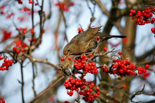 Снегири как символ счастья и любви