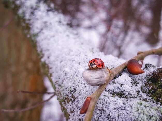 Как цвет и поведение птицы влияют на толкование снов