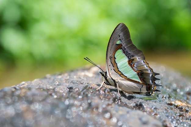 Символика зеленого цвета в сновидениях