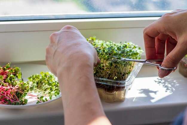 Подкормка салата в домашних условиях