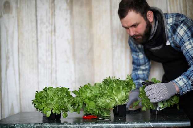 Как правильно сеять семена салата