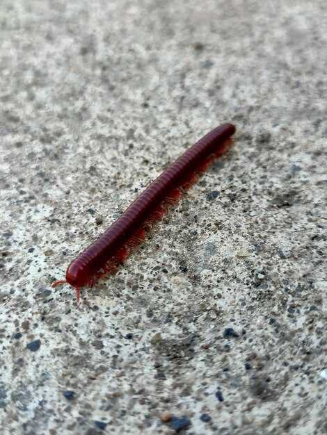 Подготовка к Ritual