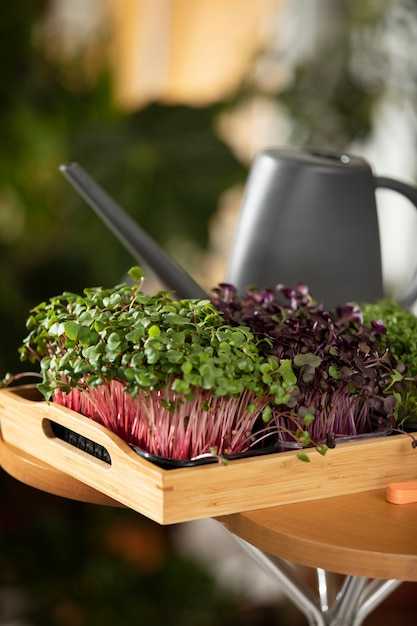 Секреты успешного проращивания семян салата