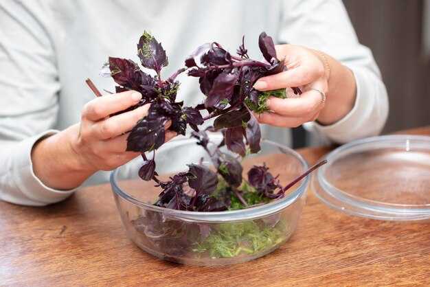 Советы по продлению свежести собранного салата