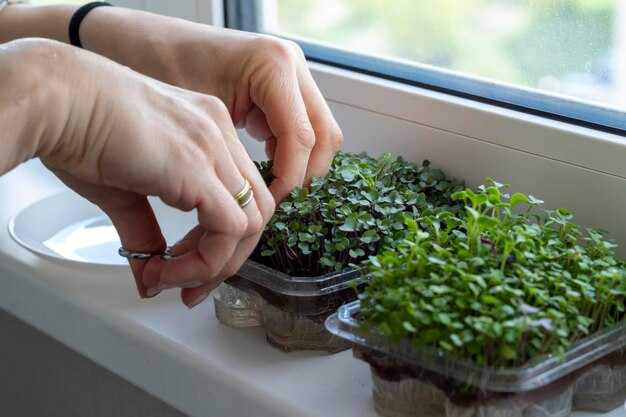 Составление правильной почвенной смеси для салата