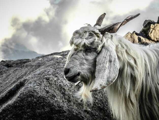 Исторические корни: Как началась эта легенда?