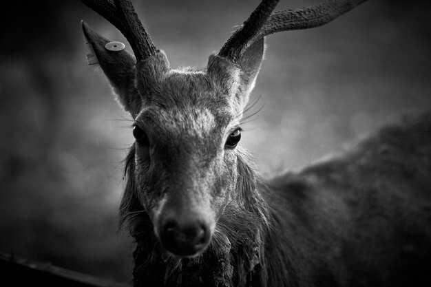 Сравнение с другими мифами об уродливых существах