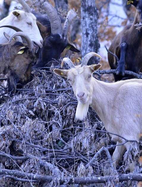 Неврологические аспекты миотонических коз
