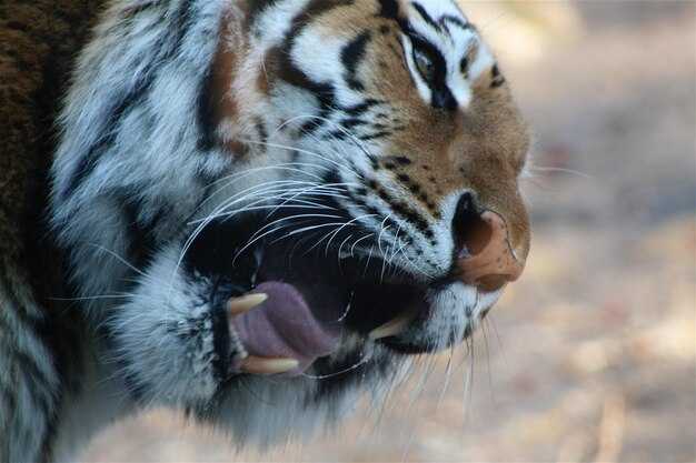 Оборонительные стратегии: как защищаются хищники