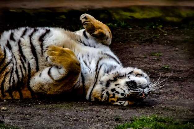 Разница в размере и массе: как это влияет на силу?