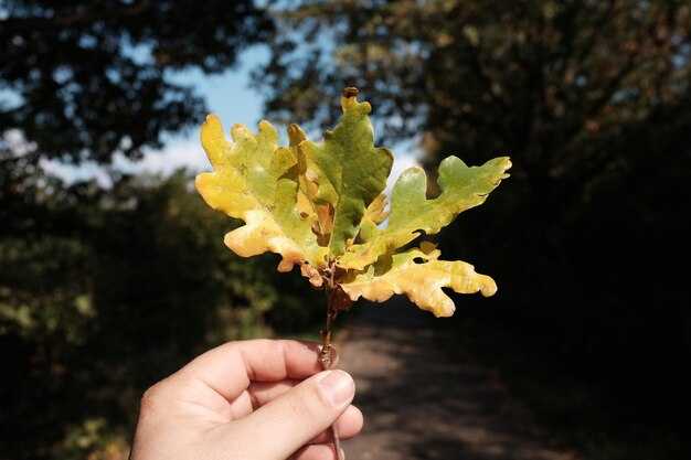 Мифология и народные предания о дубе