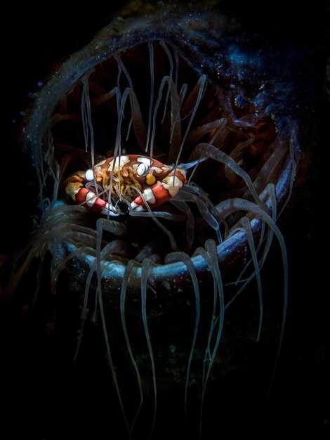 Практические рекомендации для людей с Луной в Скорпионе