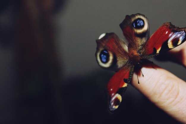 Симбиоз с растениями