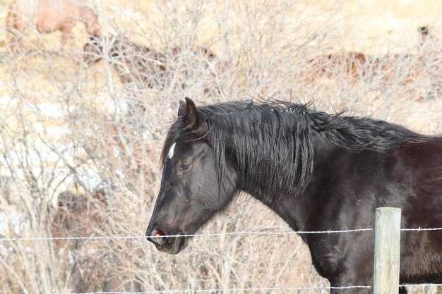 Традиционные поводыри и чалая масть