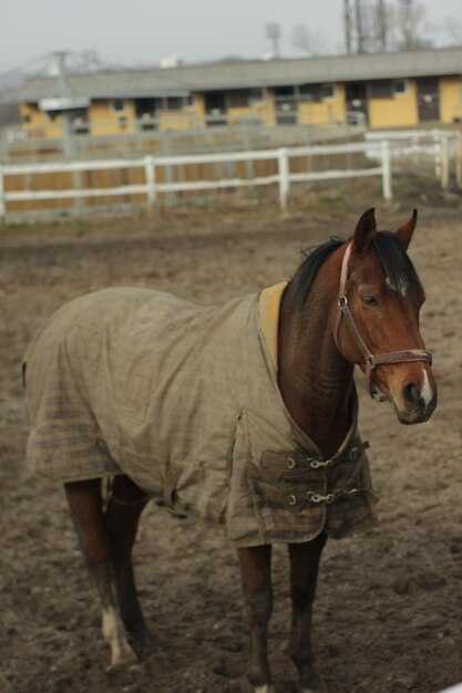 Влияние климата на здоровье чалых лошадей