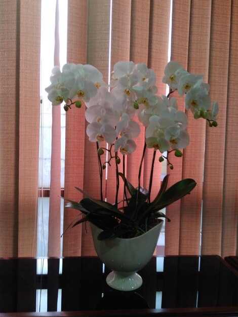 Какие аспекты жизни улучшают орхидеи?