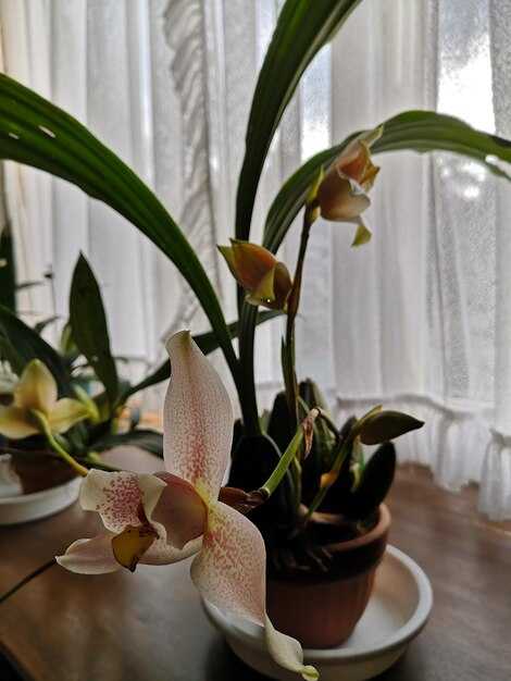 Как ухаживать за орхидеями в условиях квартиры?