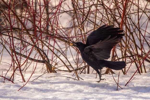 Польза от наблюдения за воронами в быту