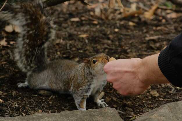 Использование запахов для отпугивания грызунов
