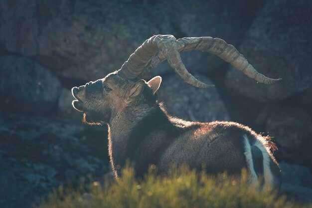 История и особенности православного звериного гороскопа