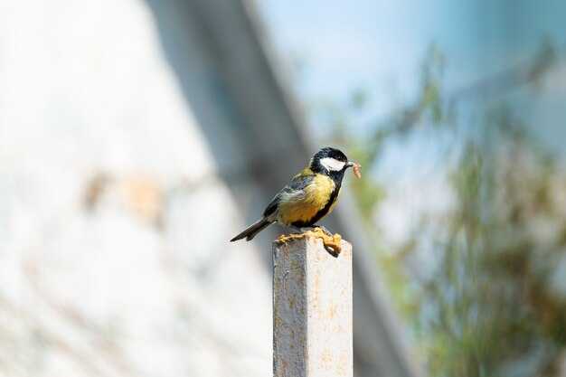 Практические шаги при встрече с синицей в доме